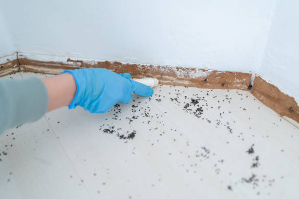 Pest Prevention Services in Warwick, RI